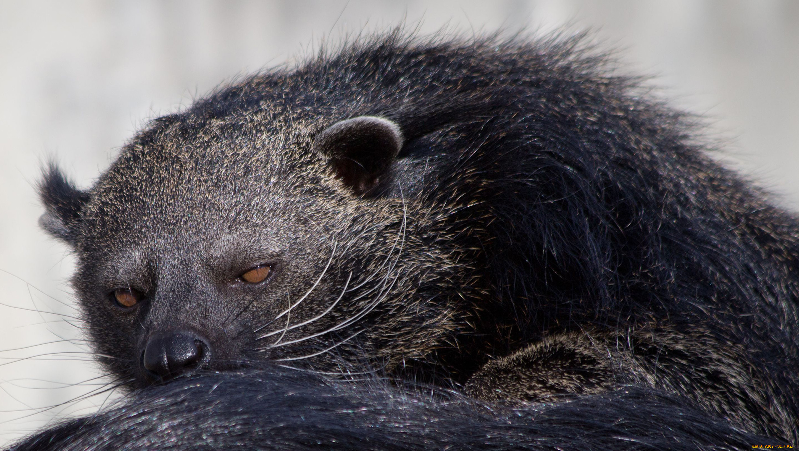 binturong, , , , , , , , , , 